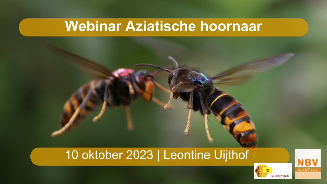 Featured image for “Webinar Aziatische hoornaar (NBV)”