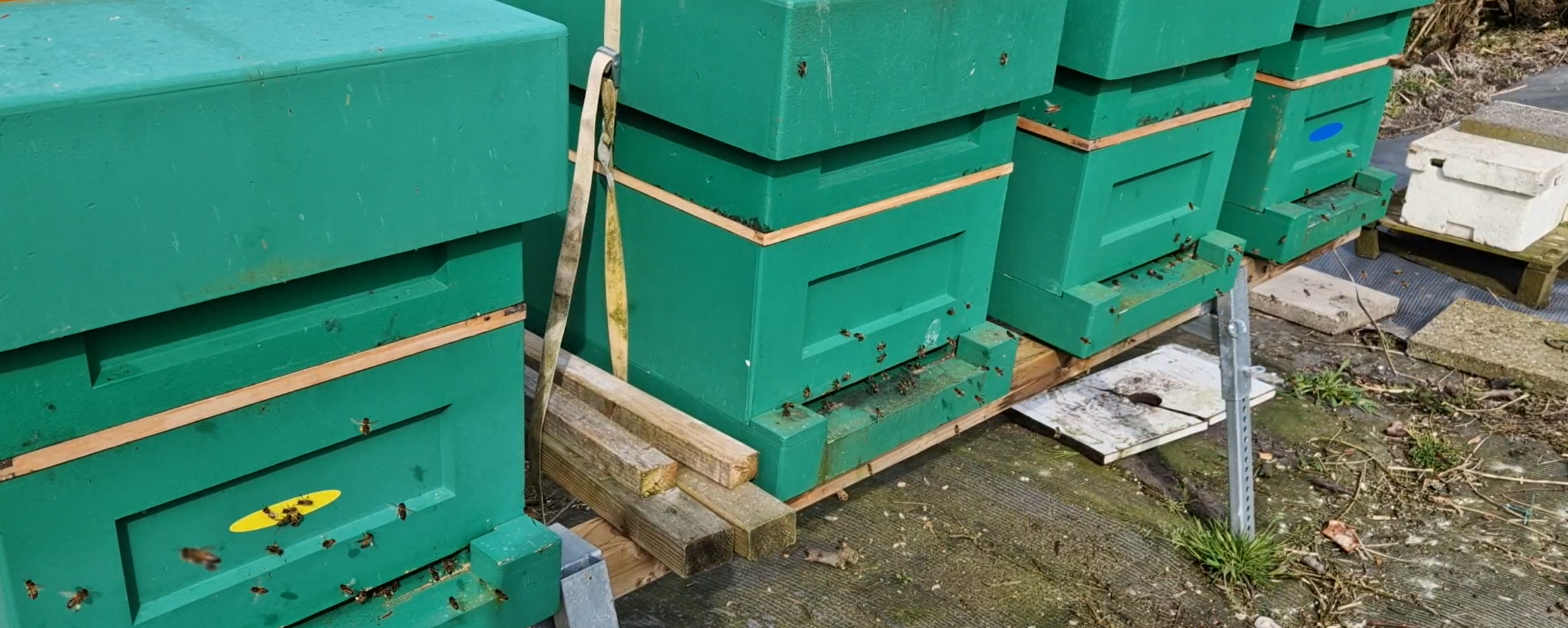 Featured image for “De eerste honingkamer”